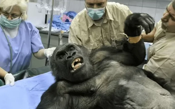 محققان برای اولین‌بار آرتروز یک گوریل را با سلول‌های بنیادی درمان کردند