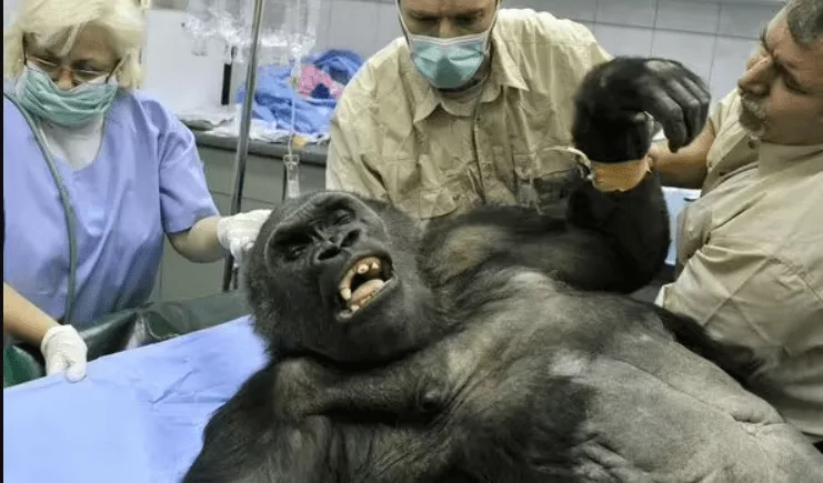 محققان برای اولین‌بار آرتروز یک گوریل را با سلول‌های بنیادی درمان کردند
